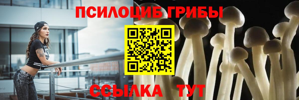 Псилоцибиновые грибы Psilocybine cubensis Черногорск